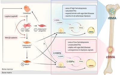 Distinct Metabolism of Bone Marrow Adipocytes and their Role in Bone Metastasis